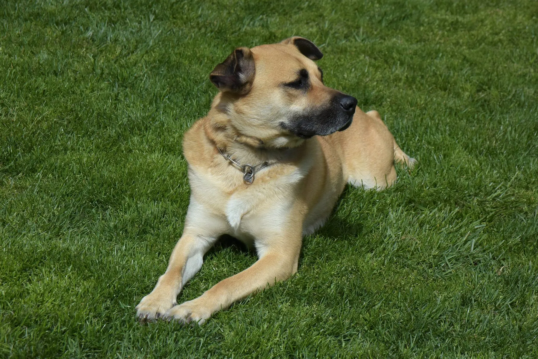 A tan dog lying calmly on a sunlit lawn