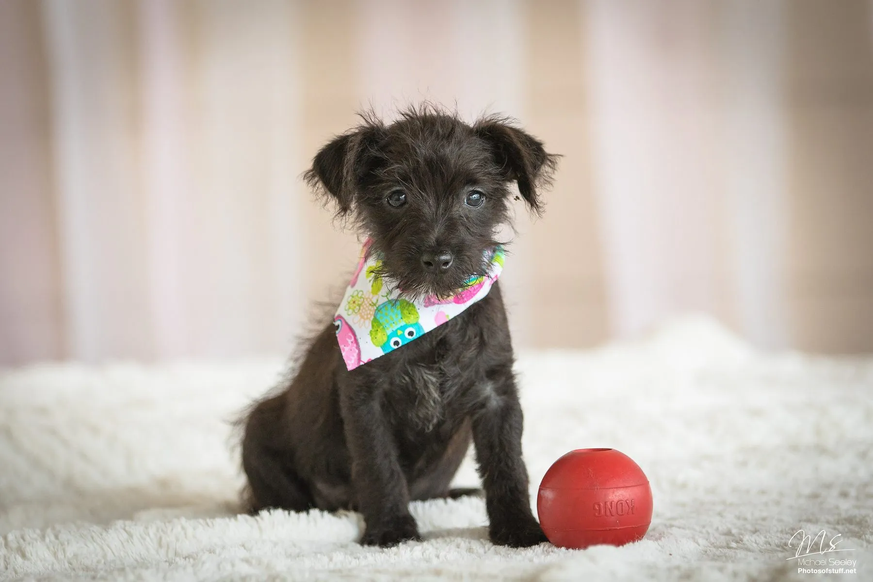 A small dark puppy in a colourful bandana sitting beside a red ball